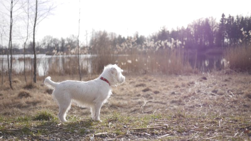 Reisen mit Hund und Katze Erste Hilfe