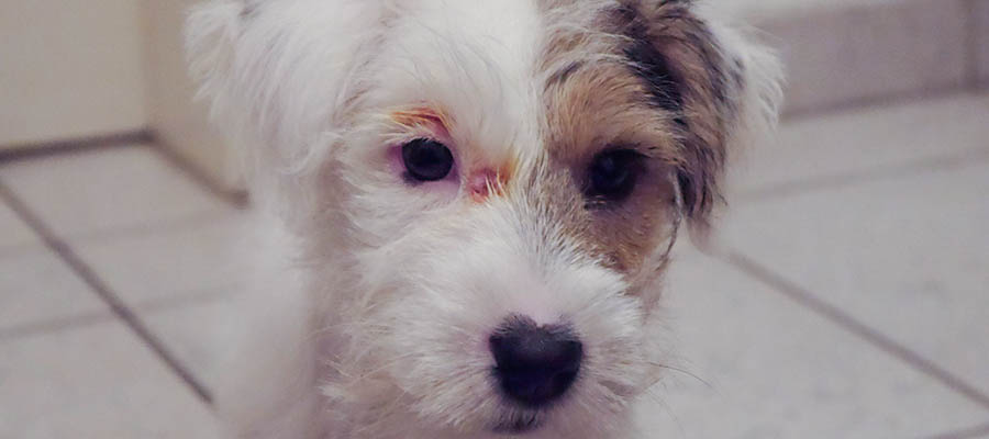 Hund Katze Bissverletzung Erste Hilfe