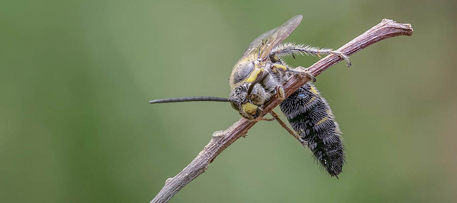Hund Katze Insektenstich Bienenstich Erste Hilfe