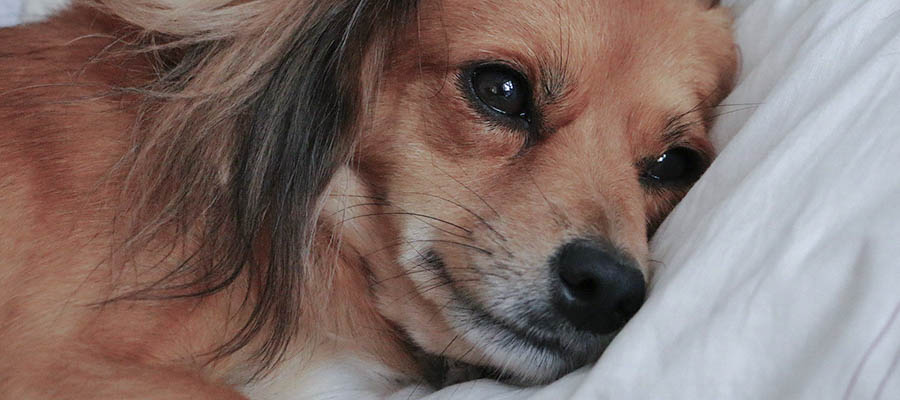 Hund Katze Durchfall Erste Hilfe