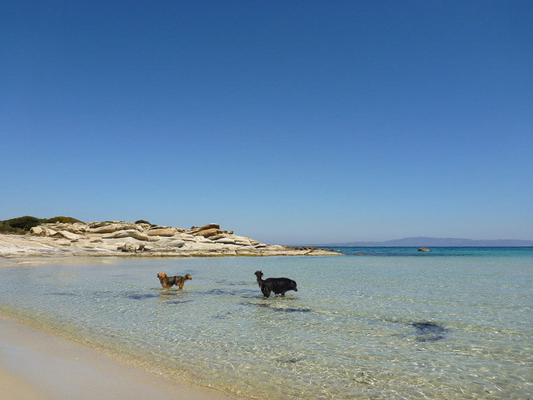 Eine Pause mit den Hunden am Meer
