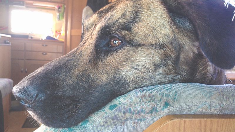 Hund im Wohnmobil und Wohnwagen sichern