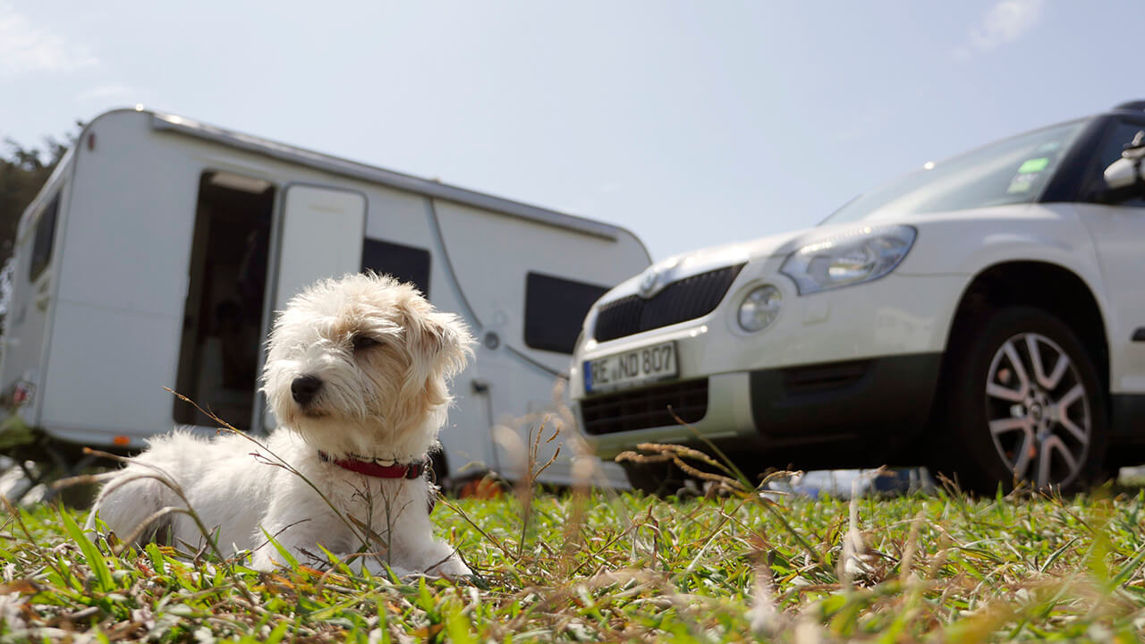 Hund bei der Hitze im Auto oder Camper