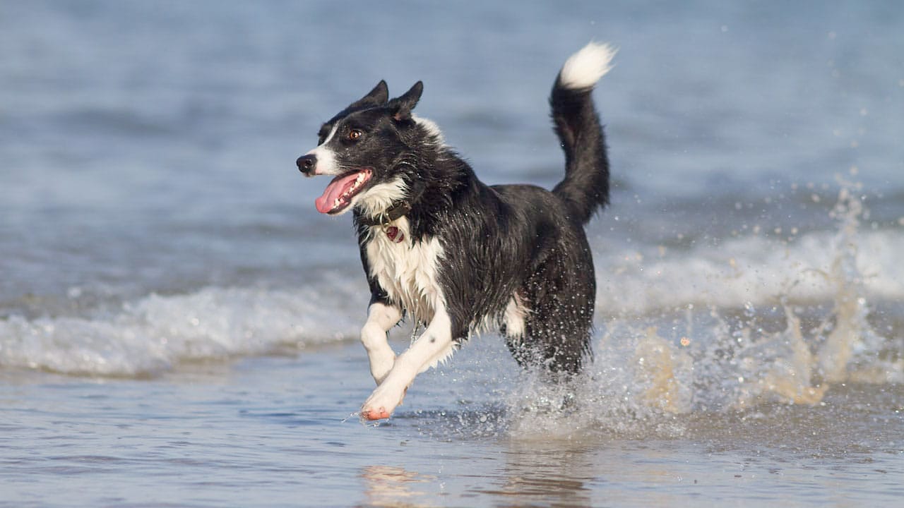 Ein Hund am Meer auf einer Reise mit Hund nach Frankreich