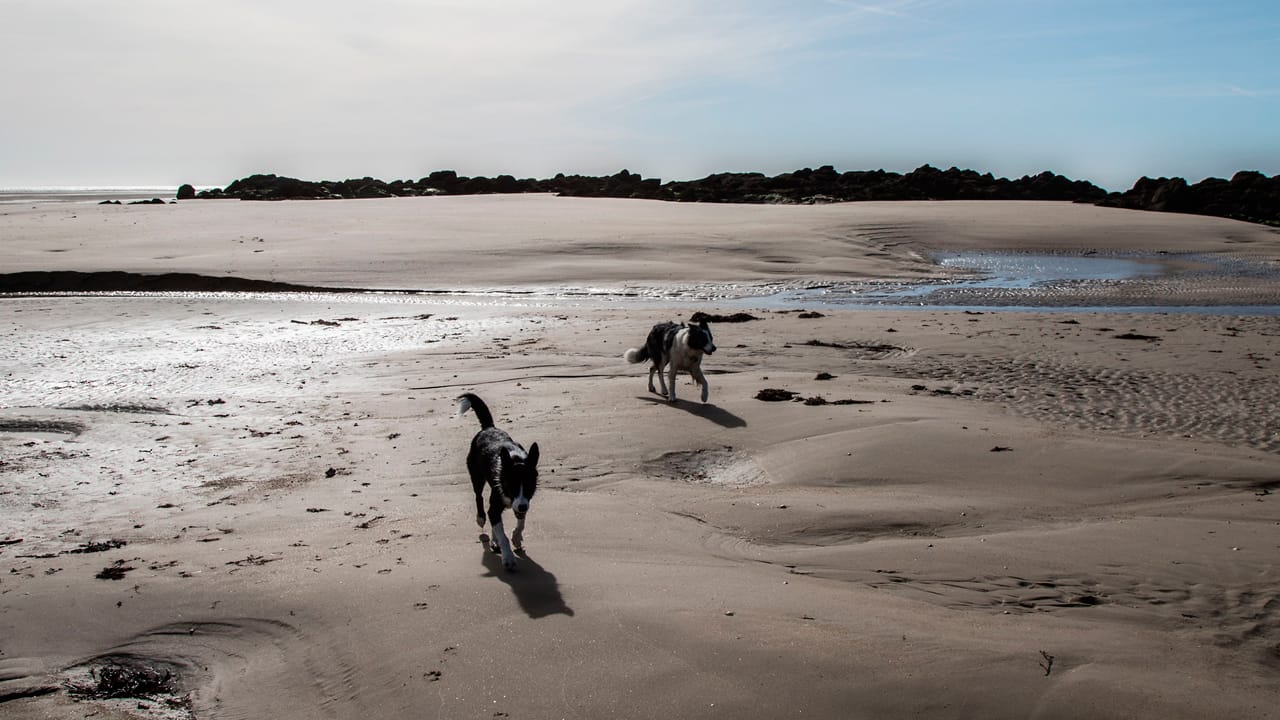 Zwei Hunde an einem der Hundestraende in Frankreich