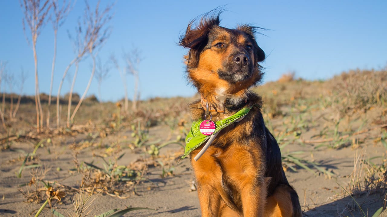 Ein Spaziergang beim Camping mit Hund in Italien