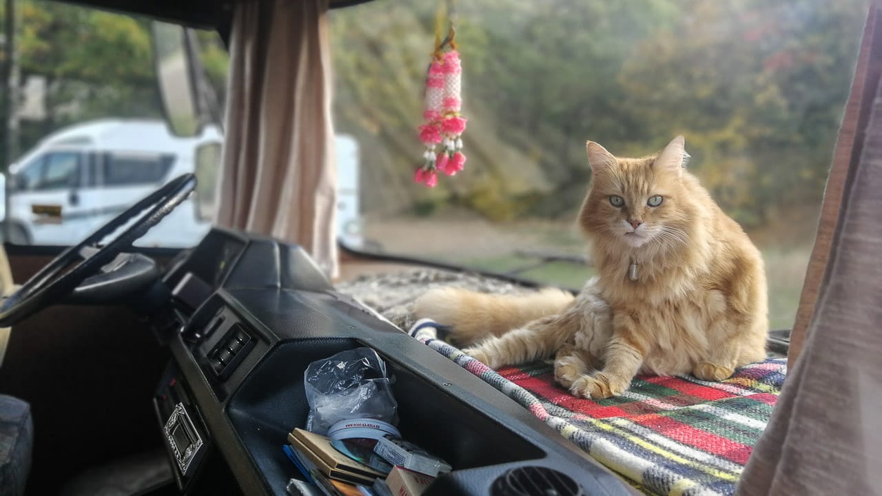 Eine Katze auf einem Armaturenbrett beim Camping im Wohnmobil