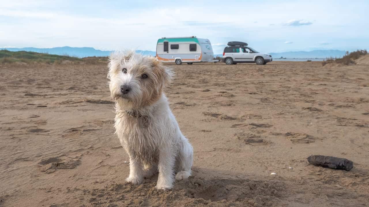 Camping Hund Vorbereitungen Checkliste