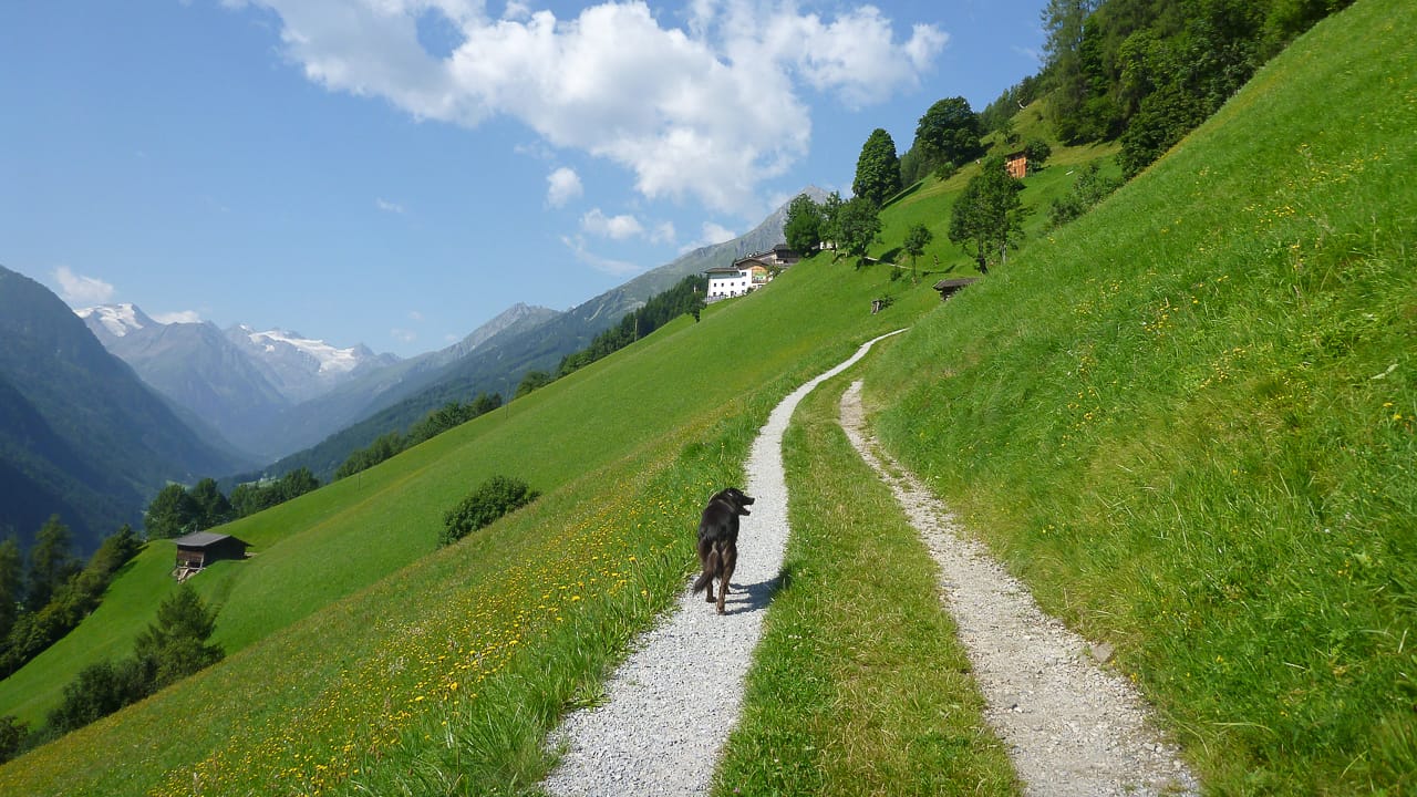 Wandern beim Camping in Österreich mit Hund