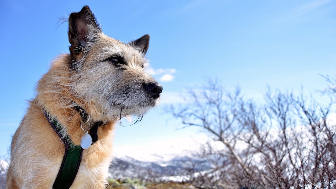 Camping in Skandinavien mit Hund