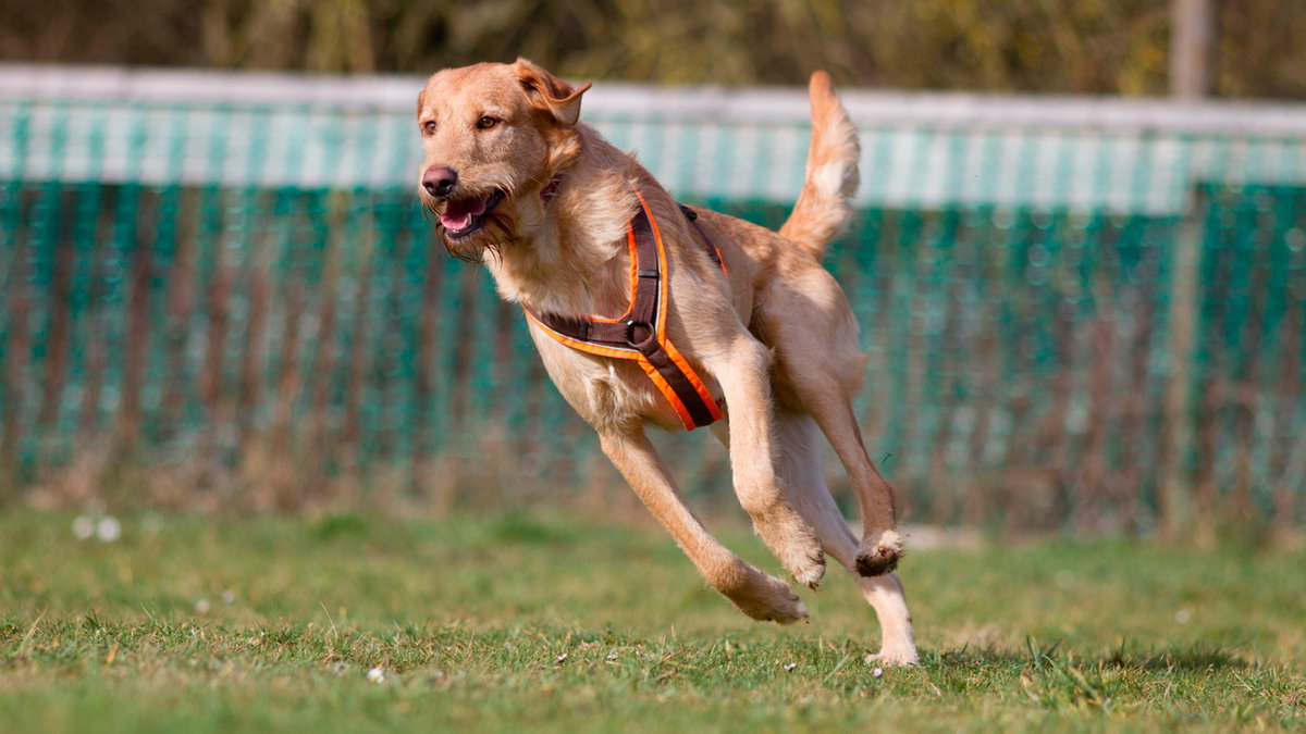 Beschäftigung für Hunde