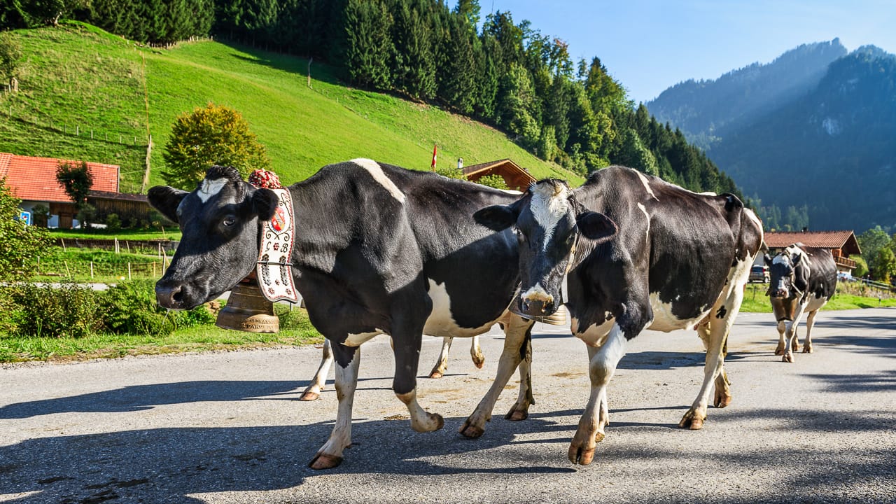 Verkehrsregeln Schweiz