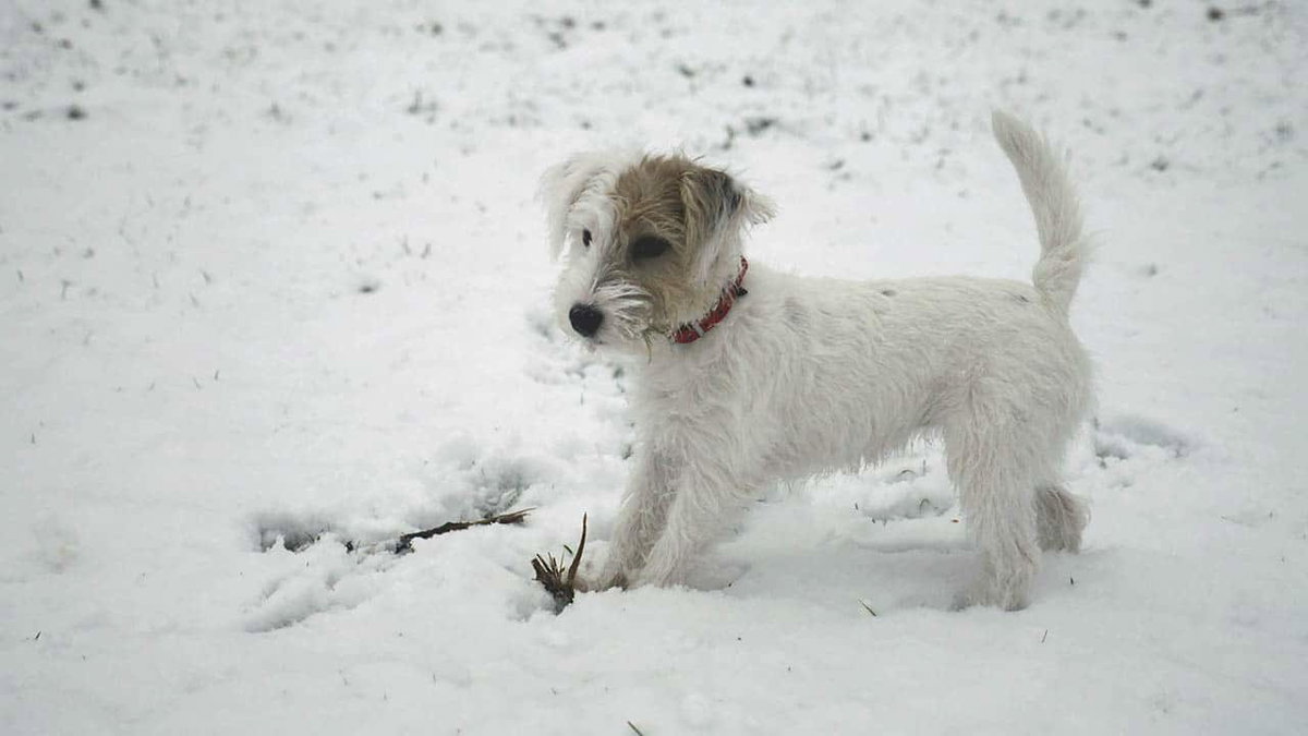 Wintercamping mit Hund