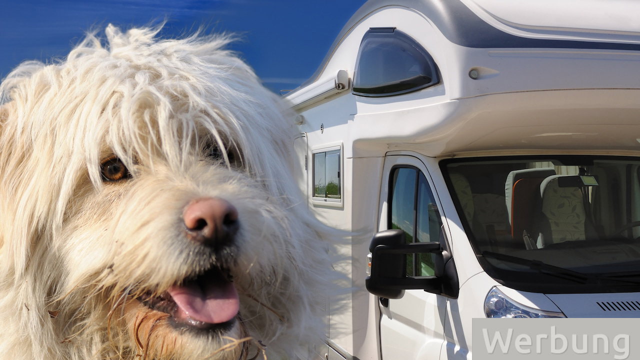 Wohnmobil mieten mit Hund – das musst du beim ersten Mal wissen