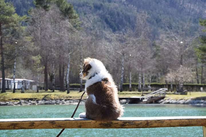 Camping mit Hund in Kärnten - Rosental Roz