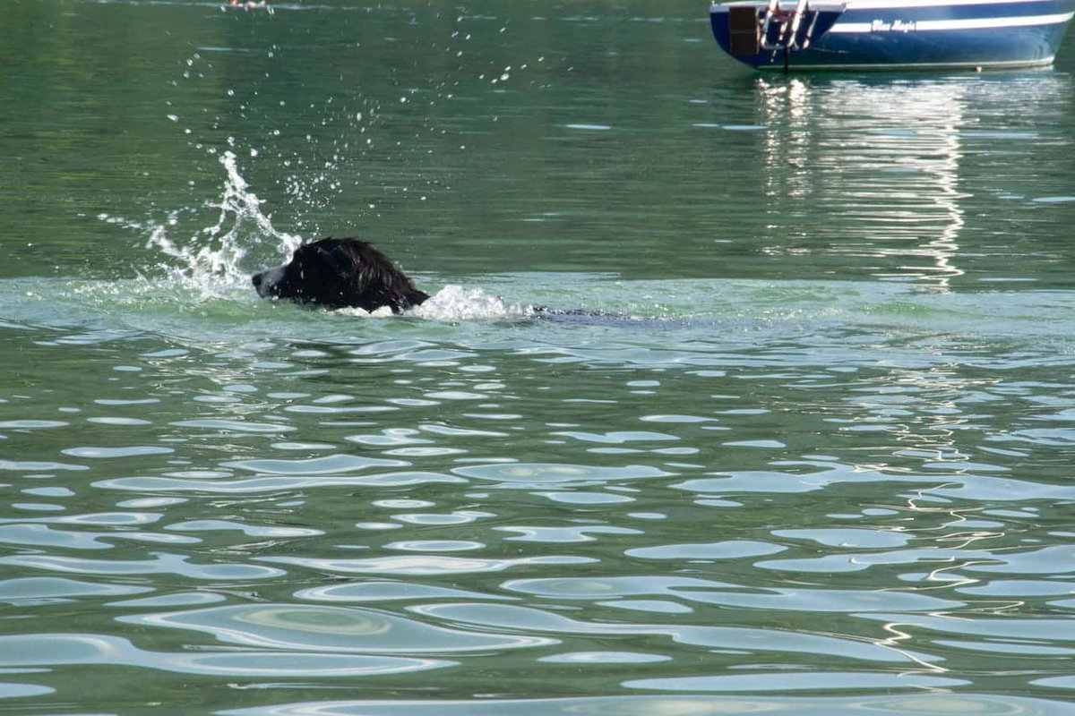 Camping mit Hund in Österreich - Hund badet im See