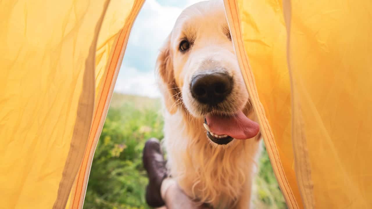 Camping mit Hund - Golden Retriever schaut in ein Zelt