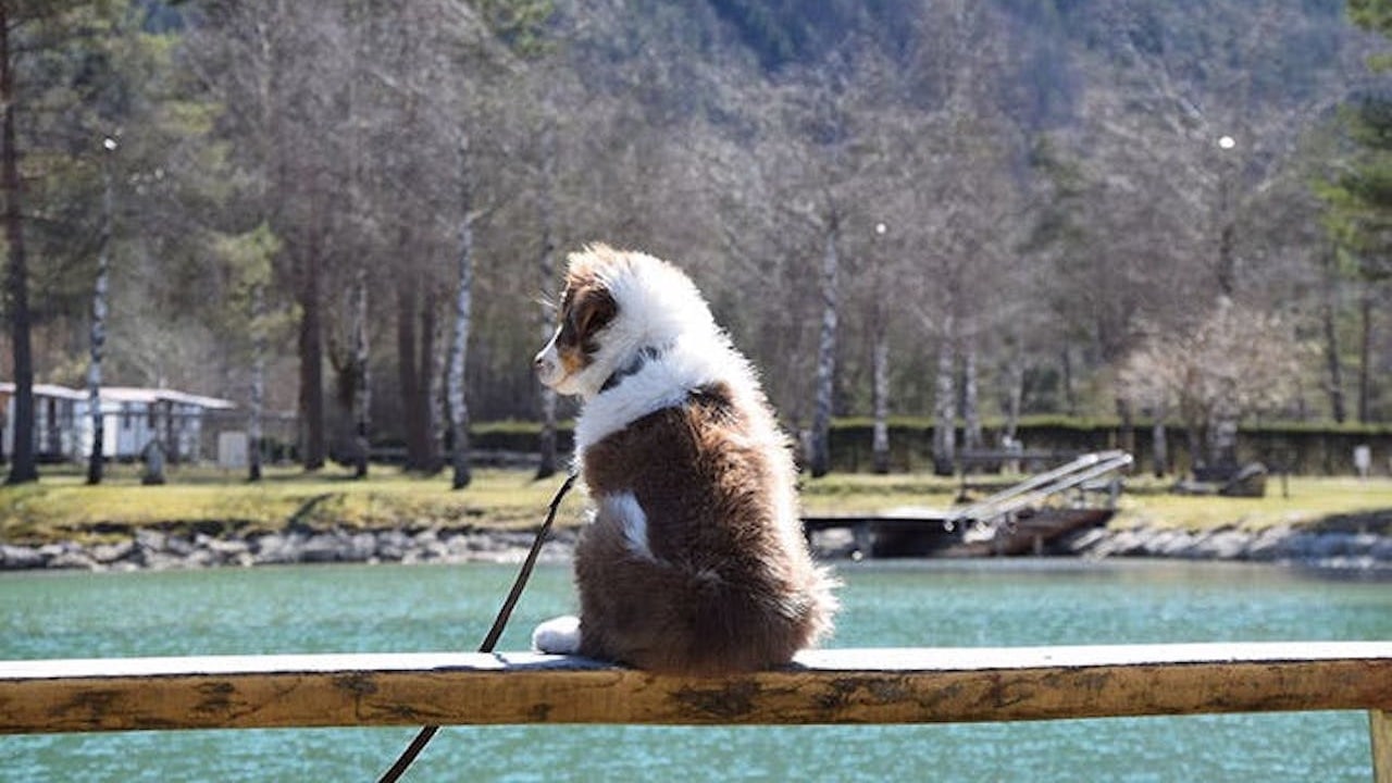 Camping mit Hund in Europa