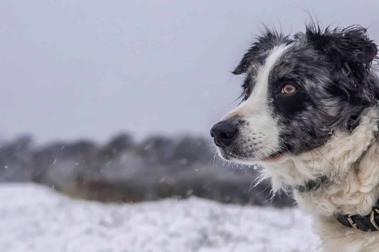 Köpekle kış kampı: Karda kamp yapmak için ipuçları, ekipman ve destinasyonlar