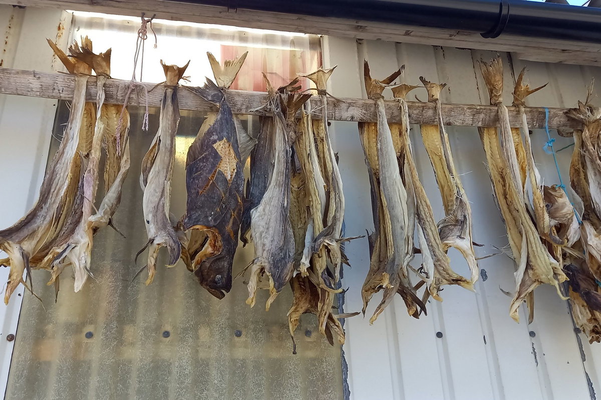 Stockfisch Lofoten Norwegen Reisebericht