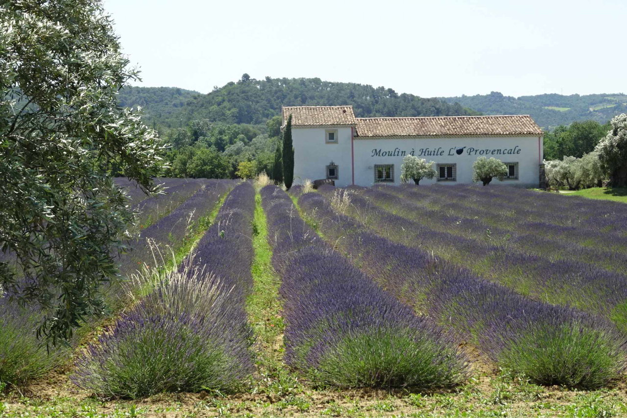 Provence Wohnmobil Tour Lavendelfelder © Katja Scholz