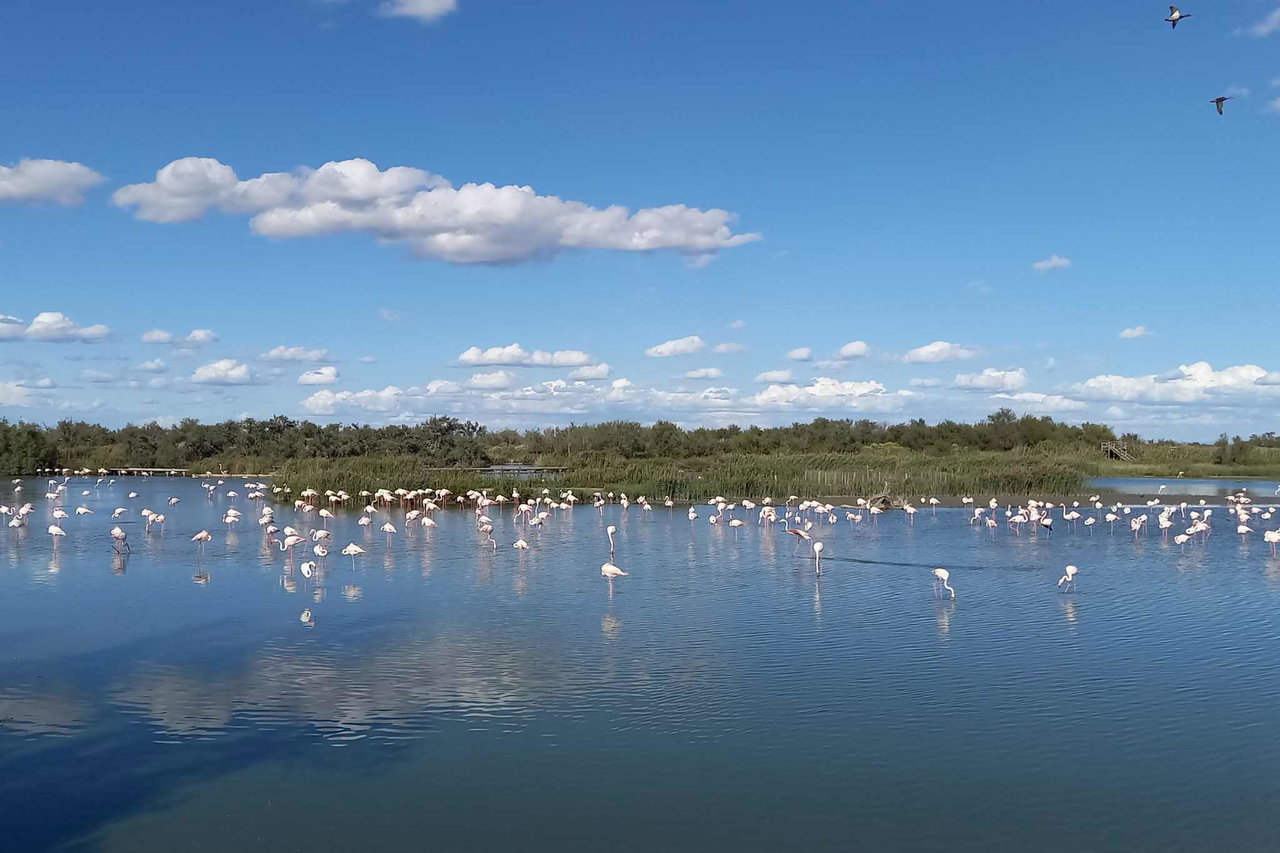 The Camargue: a natural paradise for camping enthusiasts in a vast, unspoiled landscape including Pitch tips