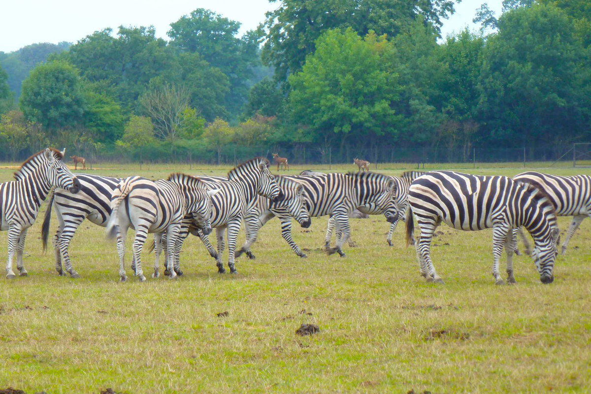 Camping Safariparks Zebras