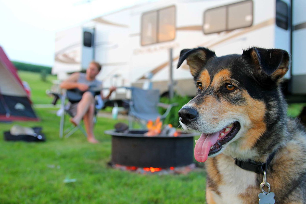 Camping Bretagne mit Hund