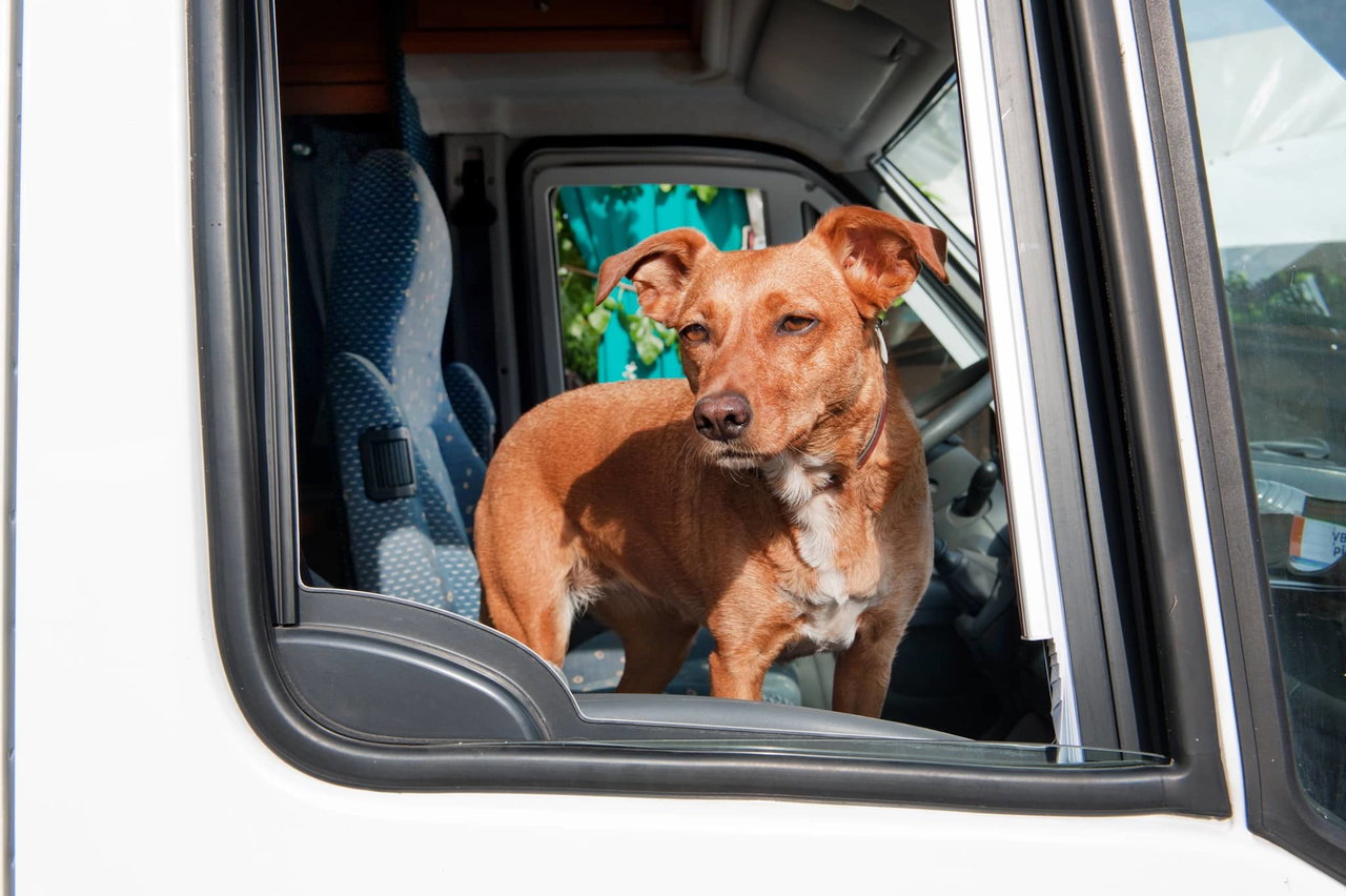 Vogelgrippe bei Hunden und Katzen - gefährlich bei Campingreisen?