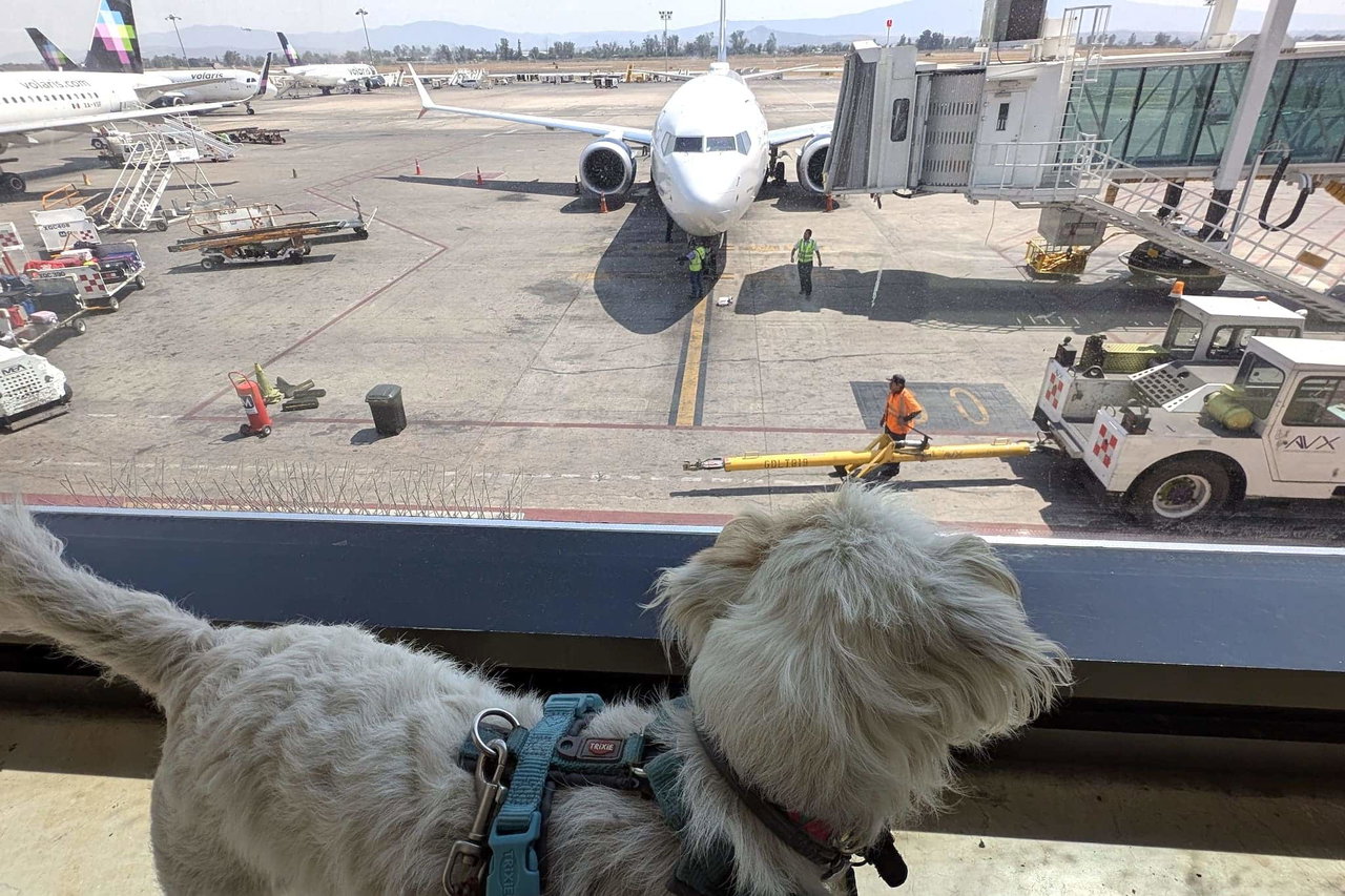 Hund am Flughafen